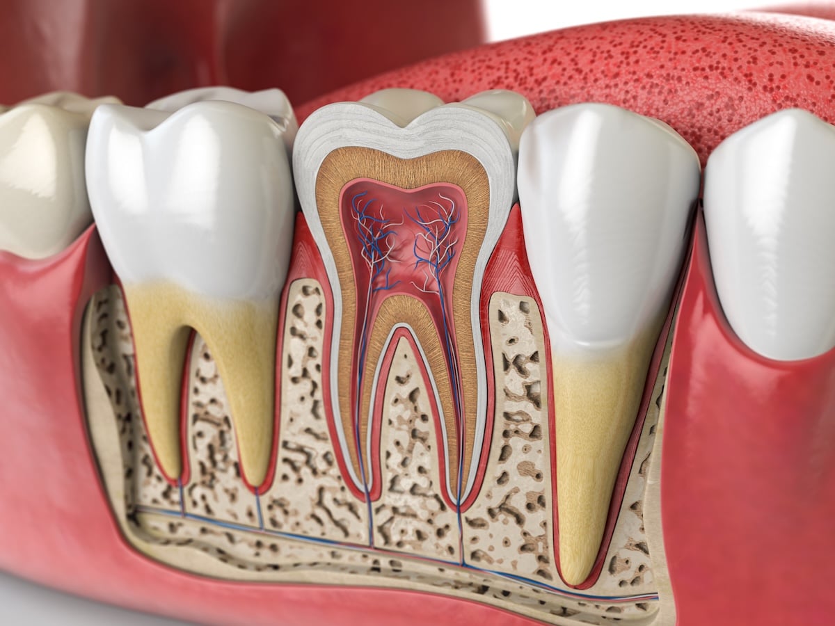 A detailed 3D illustration of a cross-section of human teeth, showing the enamel, dentin, pulp, nerves, and surrounding gum and jawbone tissues. One tooth is sliced open to reveal internal structures.